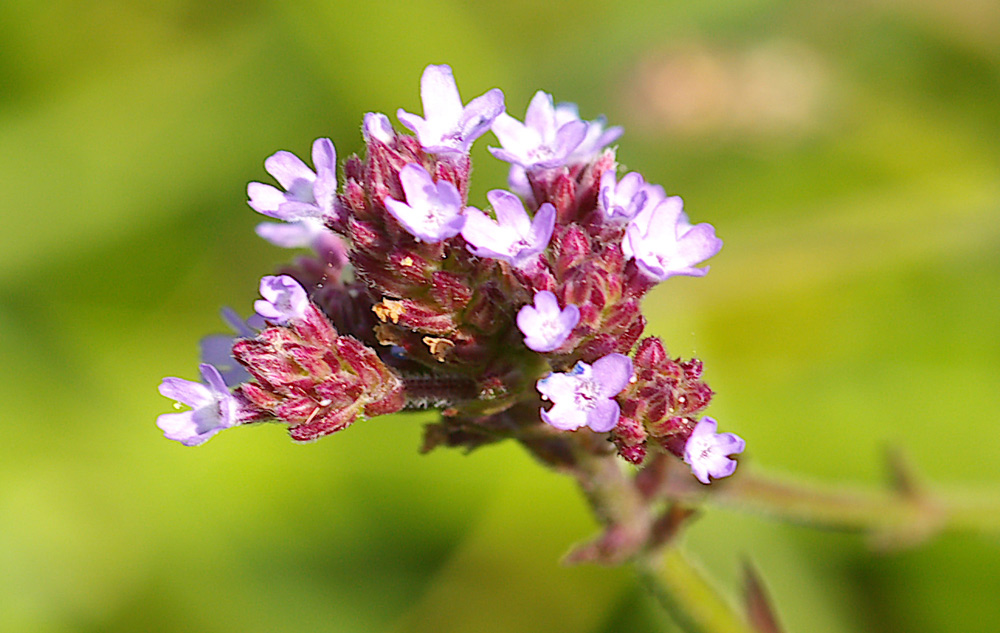 Verbena bonariensis / Verbena del Brasile